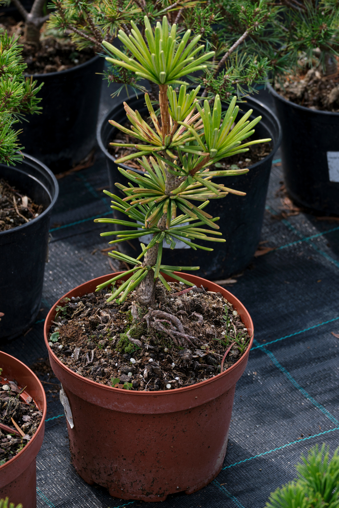 Sciadopitys verticillata im Kübel