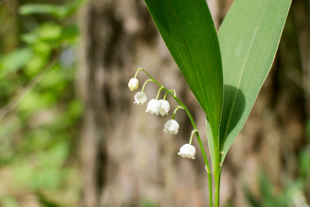Convallaria majalis