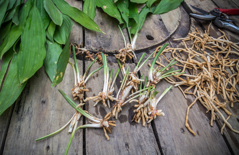 Maiglöckchen Rhizome