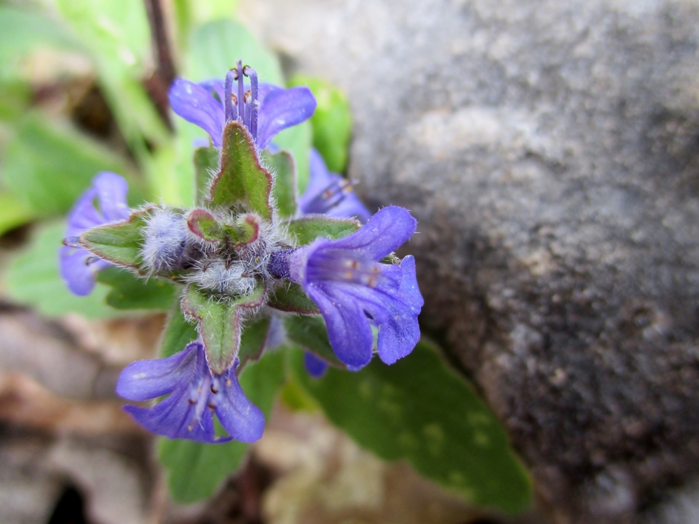 Ajuga genevensis