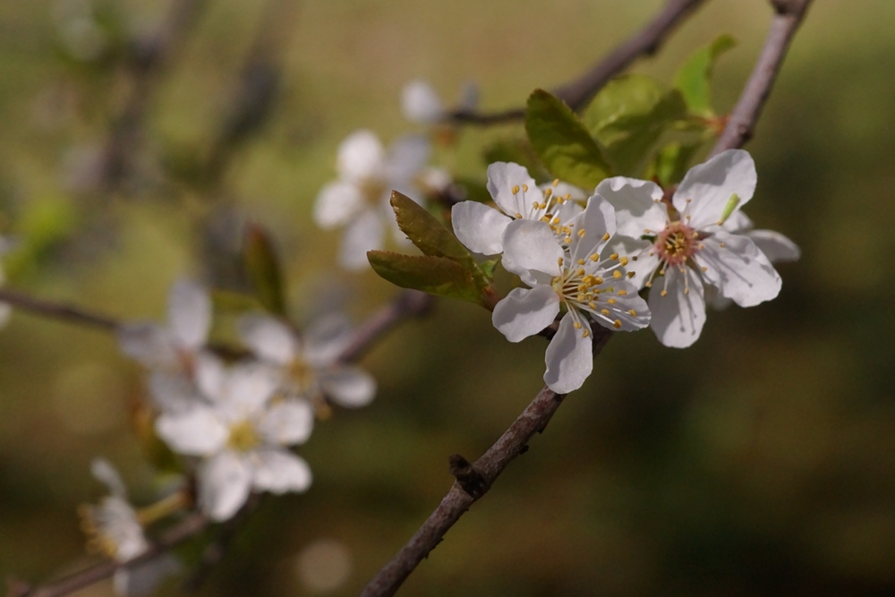 Prunus cerasifera