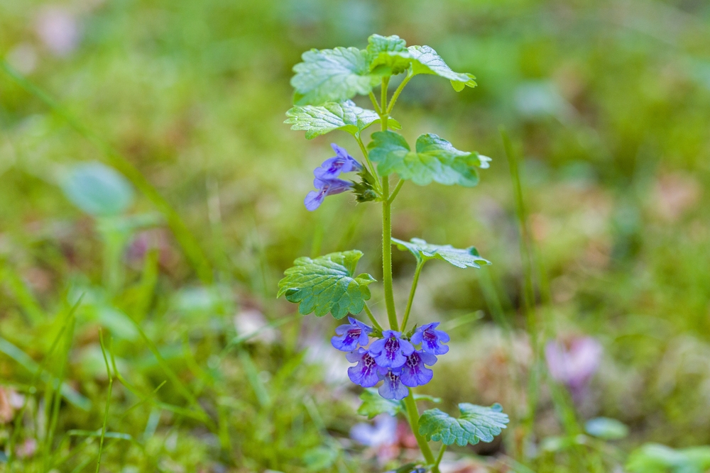 unkraut im garten