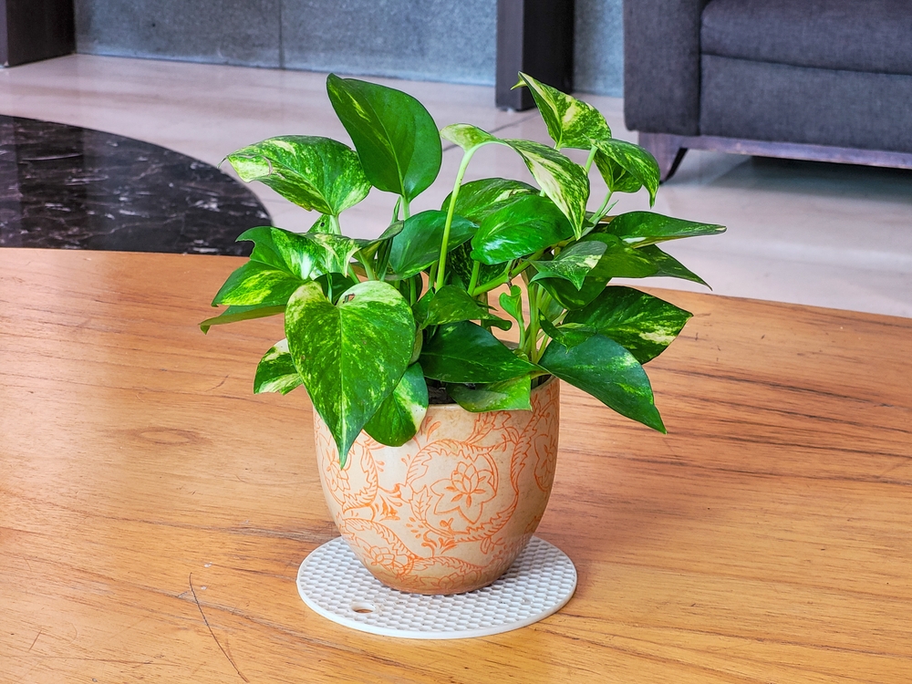 Epipremnum Aureum
