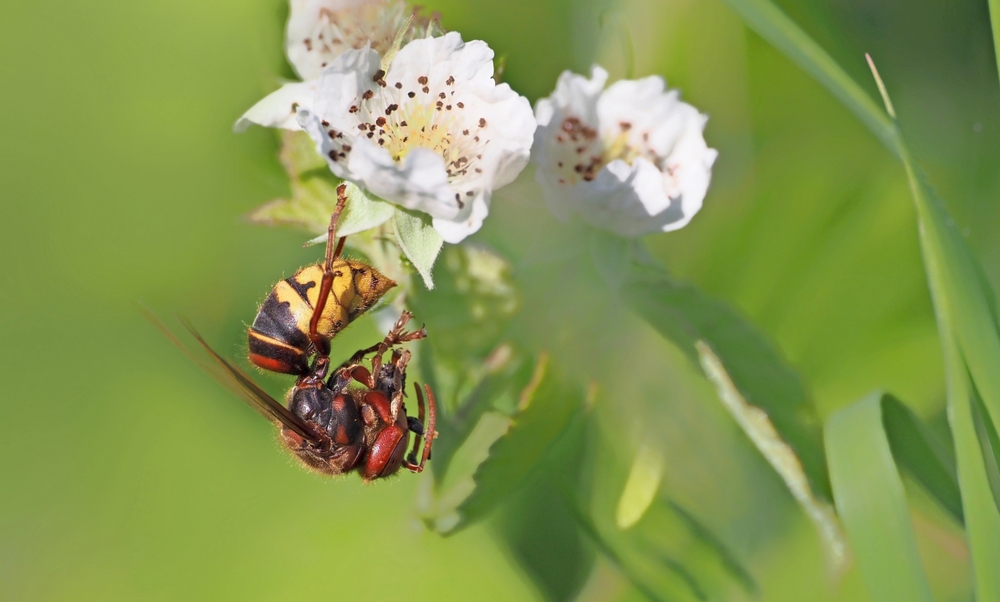 insekten