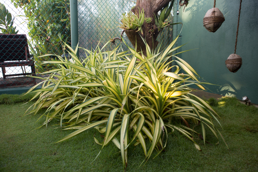 schattiger platz für die yucca flamentosa