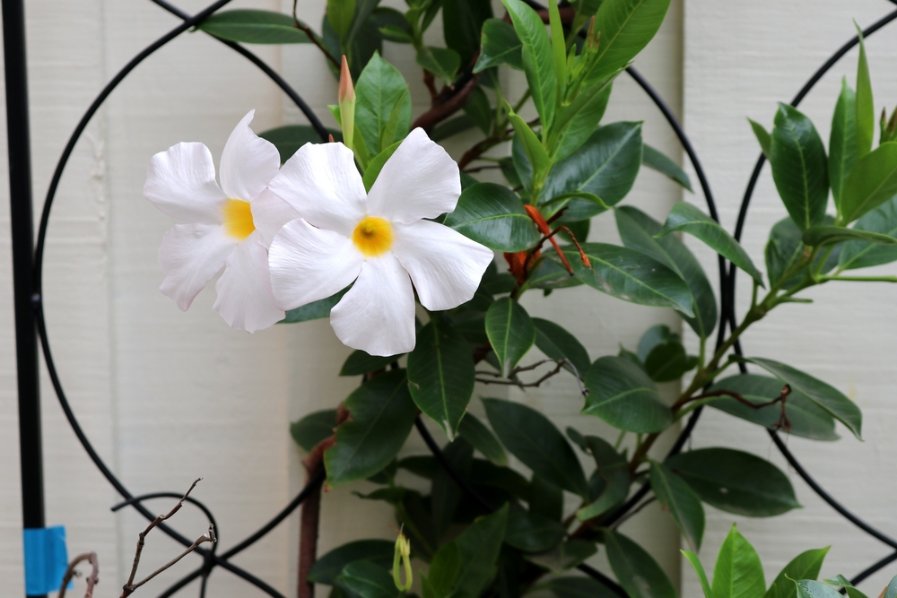 dipladenia im schlafzimmer