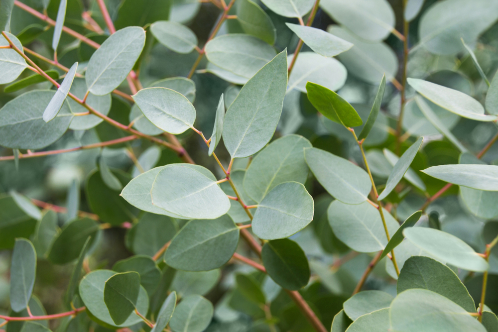 Eukalyptus