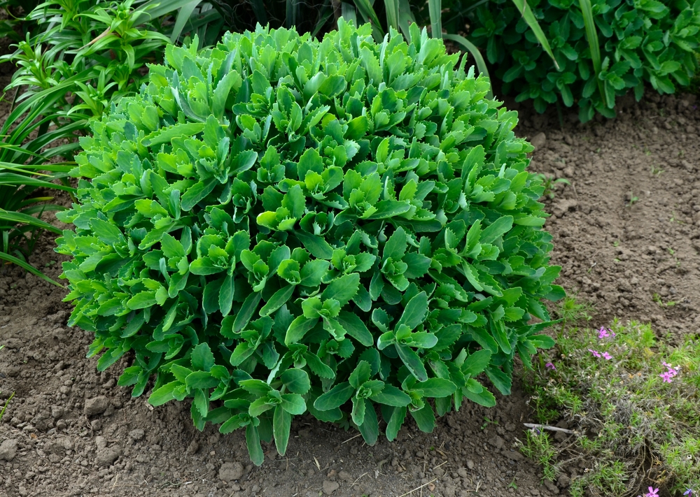 Sedum telephium