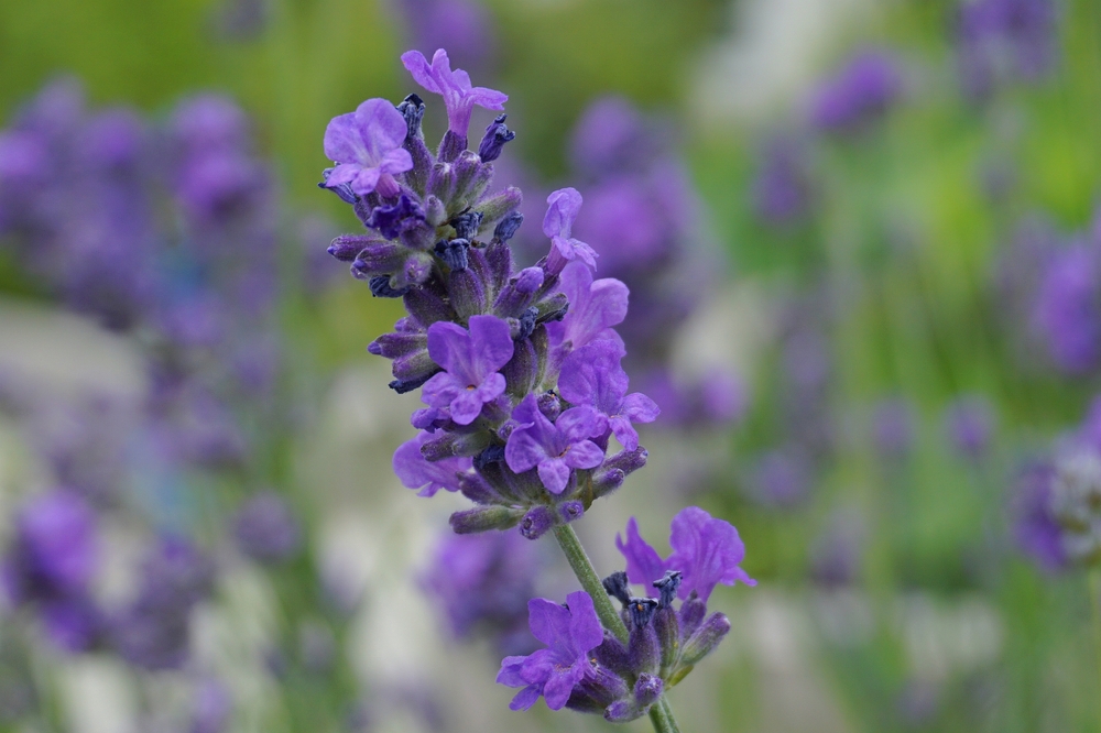 Lavendel