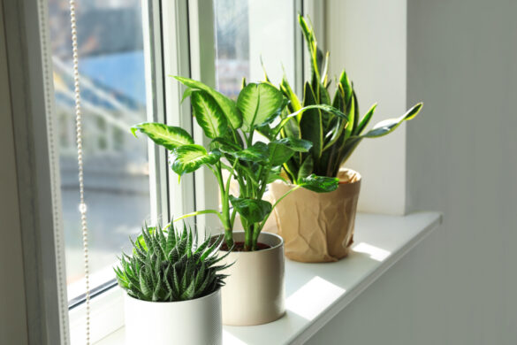 pflanzen auf der fensterbank