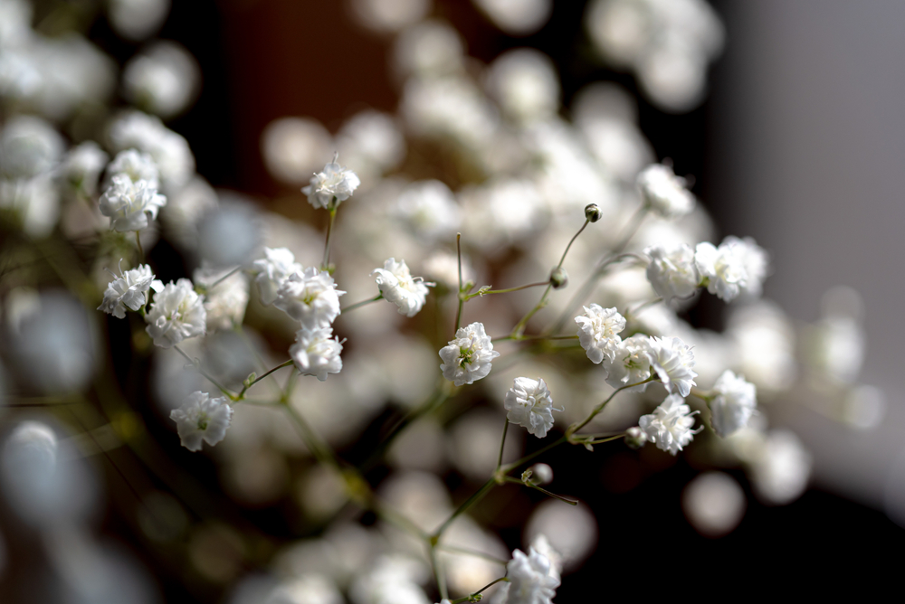 Haze,Grass,Of,The,Bright,Room Schleierkraut