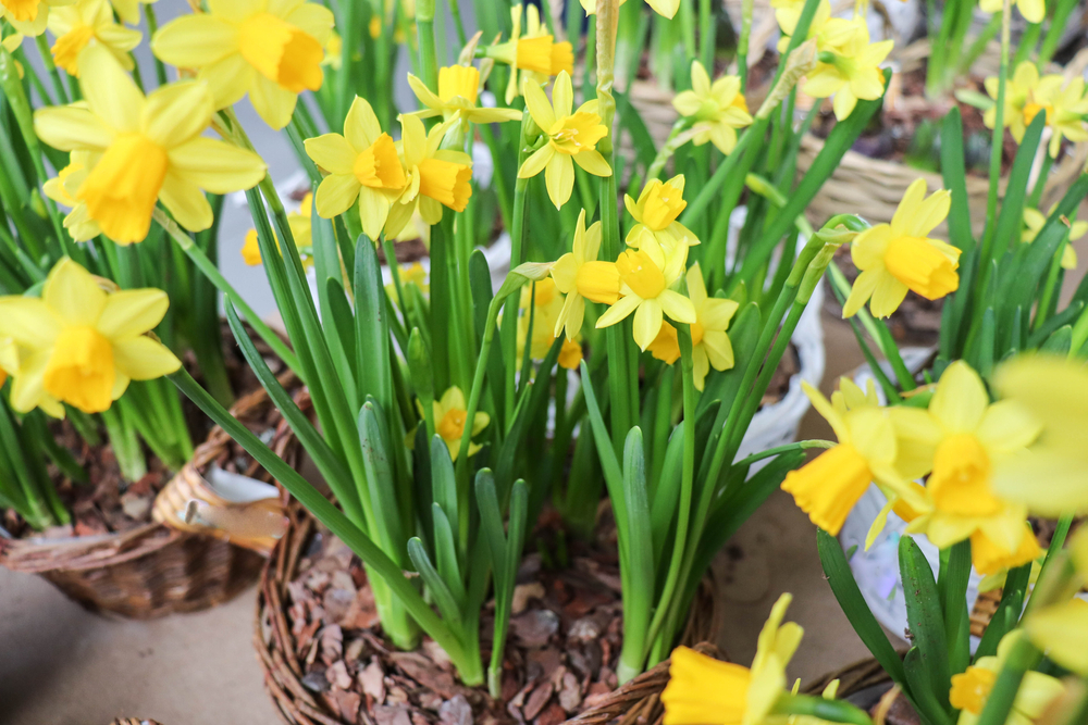 Narzissen