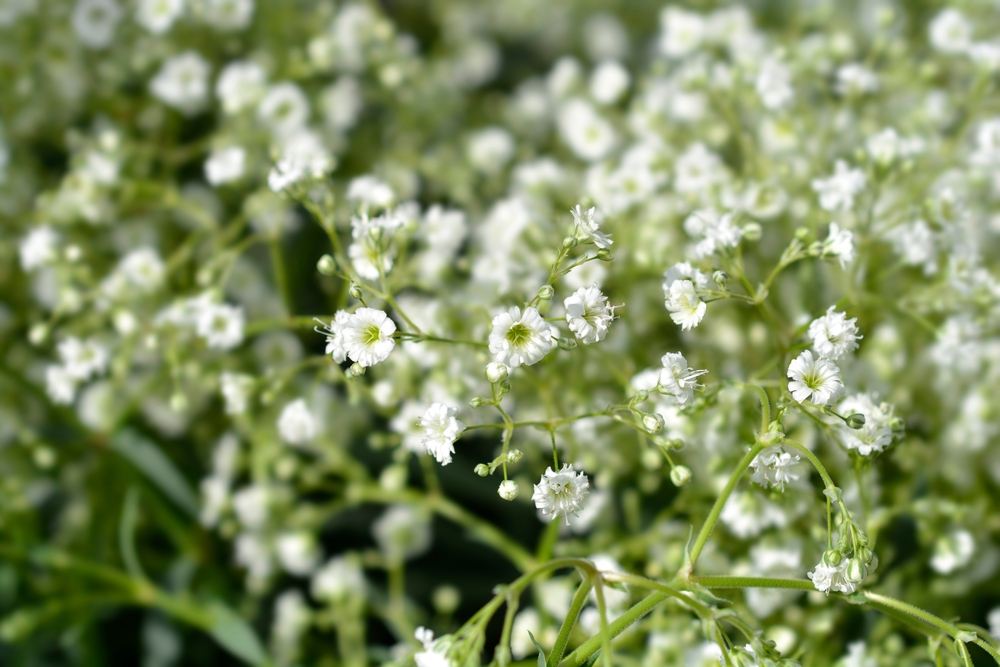 Gypsophila