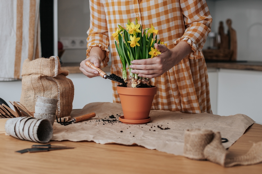 Narzissen einpflanzen