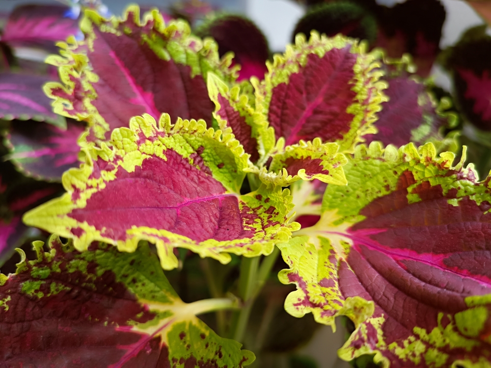 Coleus,Scutellarioides:,A,Burst,Of,Colors Coleus scutellarioides