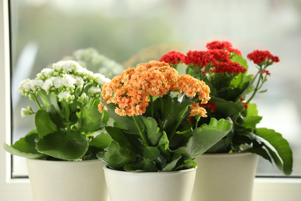 Kalanchoe pflegen