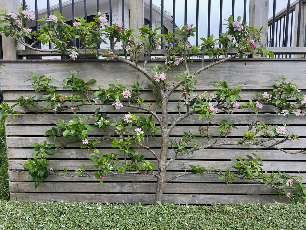 Espaliered,Apple,Tree,With,Pink,Blossoms,Growing,Along,A,Trellis