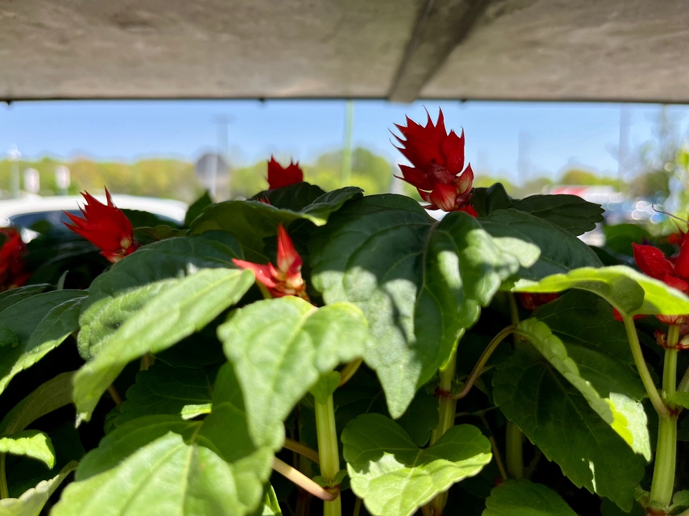 salvia in der sonne
