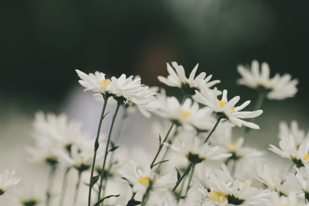 Leucanthemum