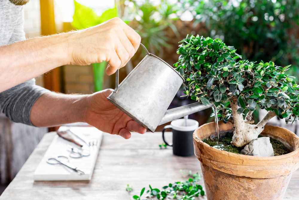bonsai gießen