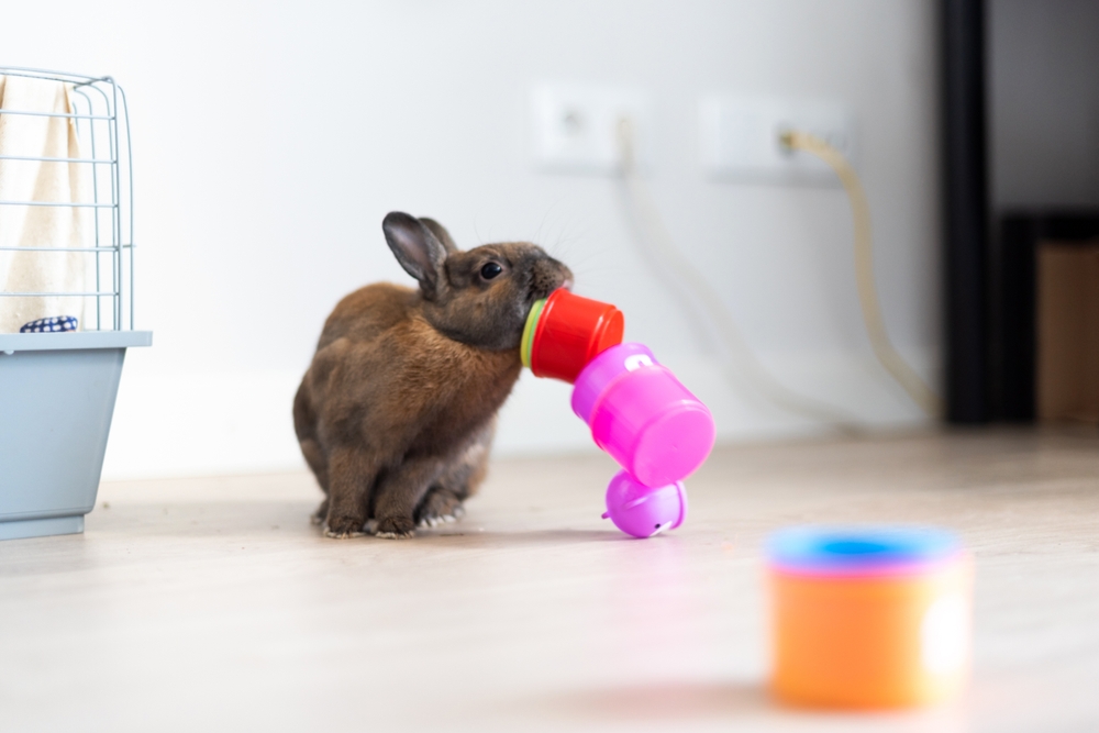 artgerechte haltung von kleintieren