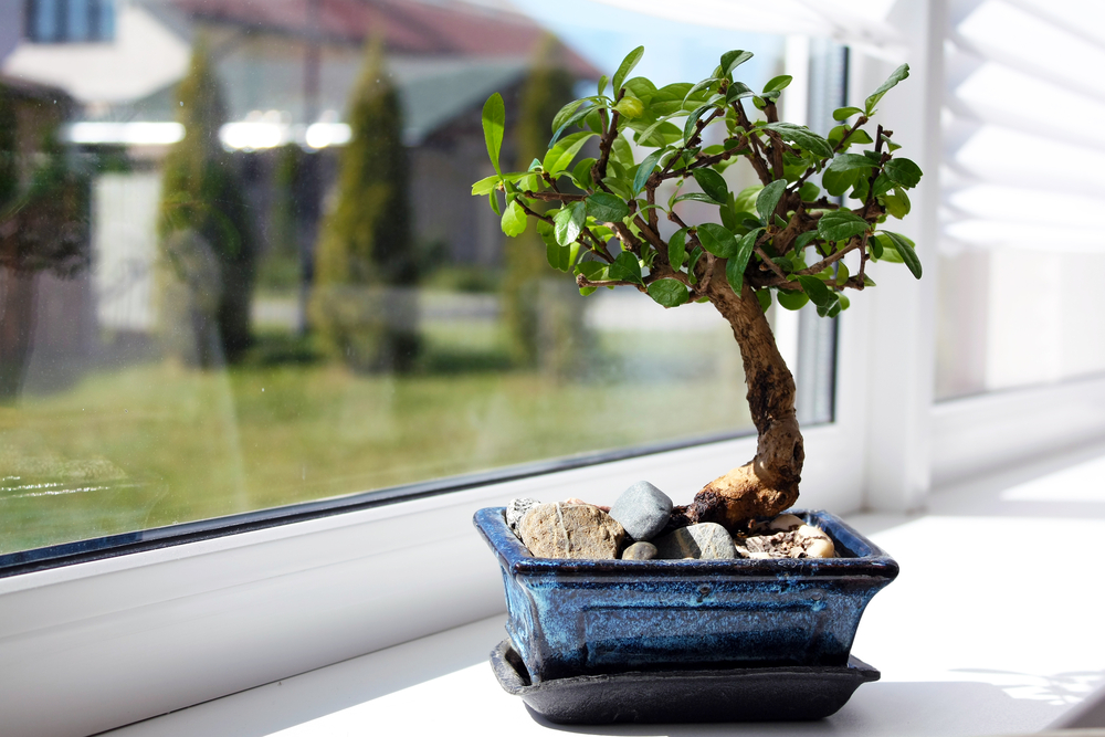 bonsai baum am fenster