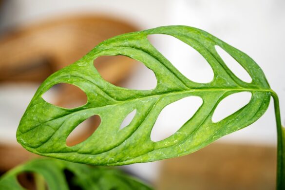 Monstera Monkey Leaf