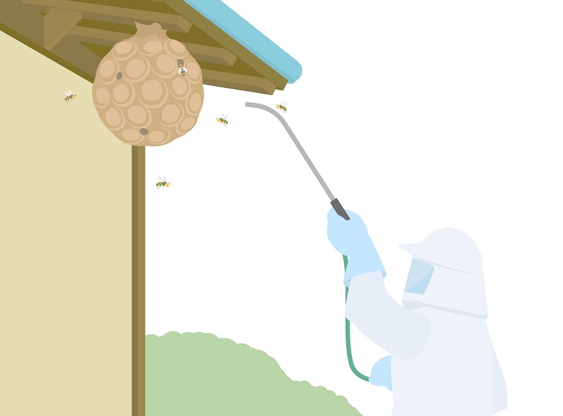 wespennest durch profi entfernen lassen