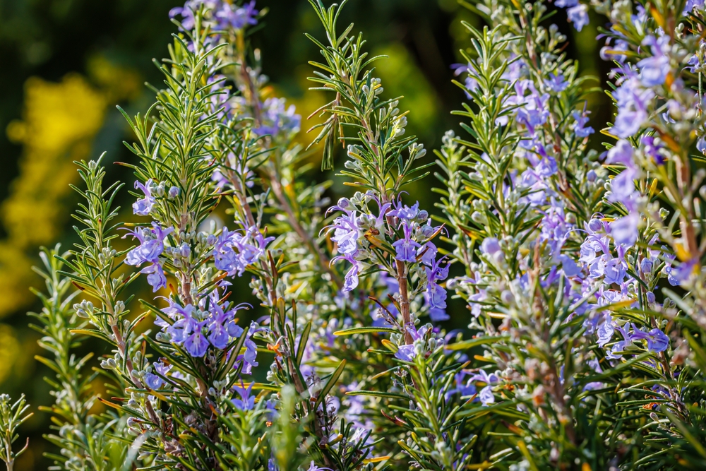 Rosmarinus officinalis