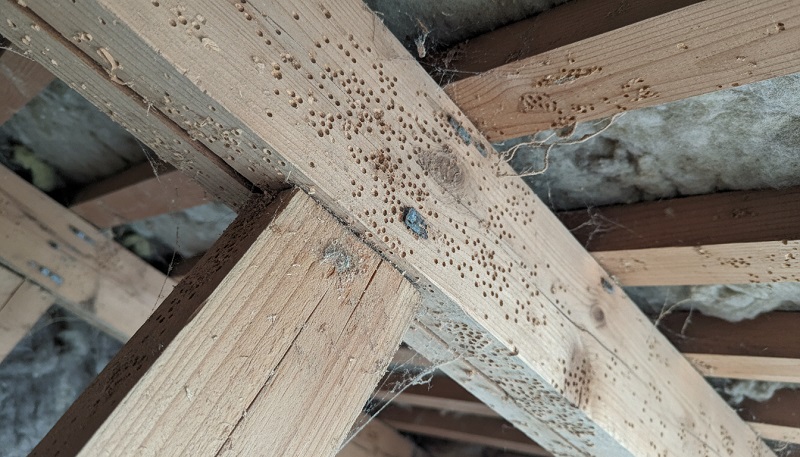 schaden durch holzwurm