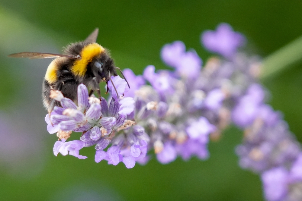hummel an blüte