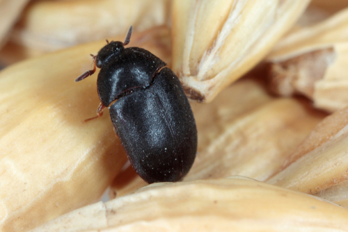 Attagenus unicolor