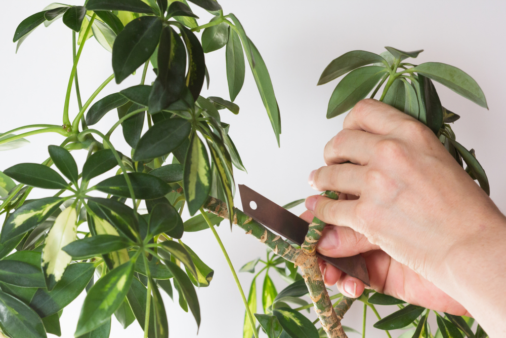 Schefflera schneiden