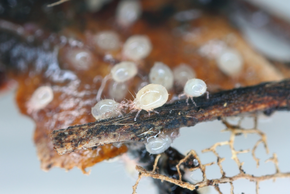 Eklige Insekten