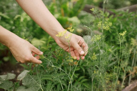 dill ernten