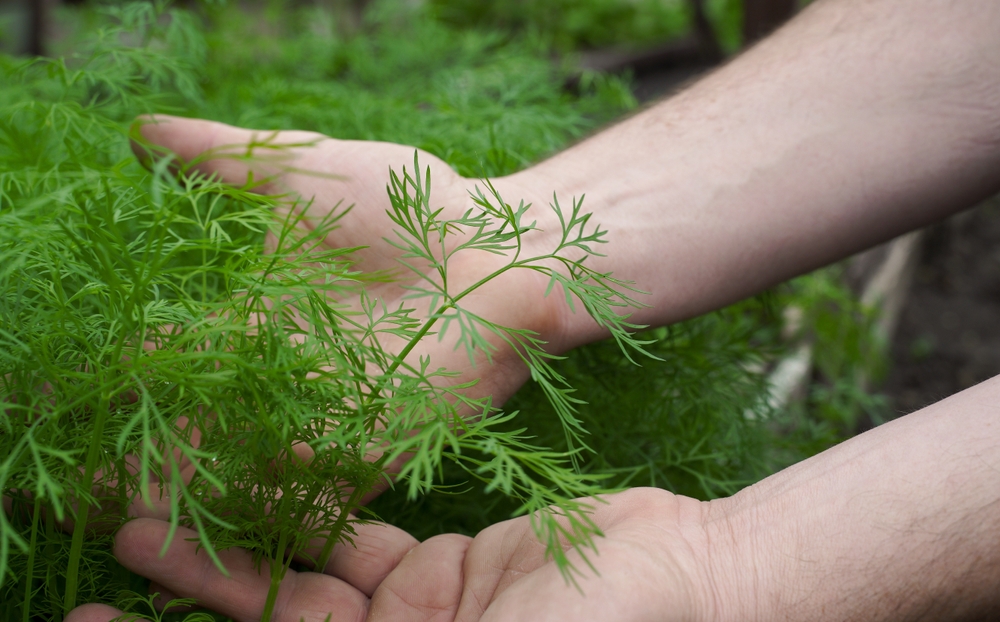 dill wachstum