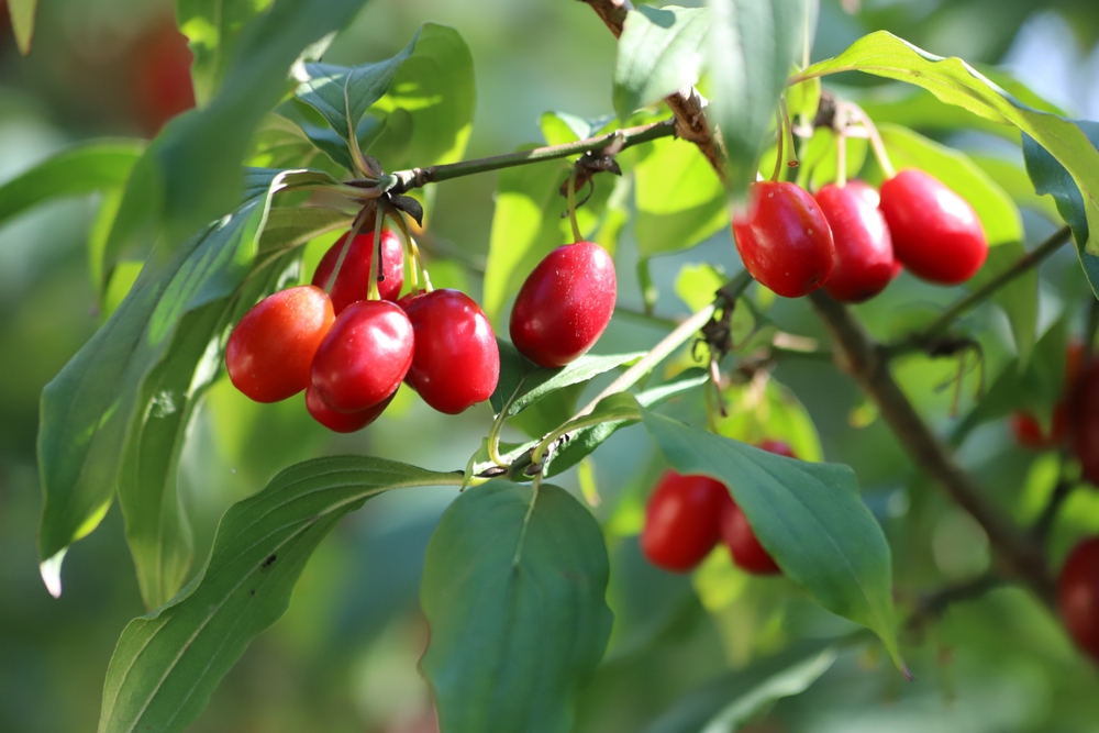Früchte am Baum